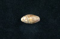 藏品(大燄筆螺)的圖片